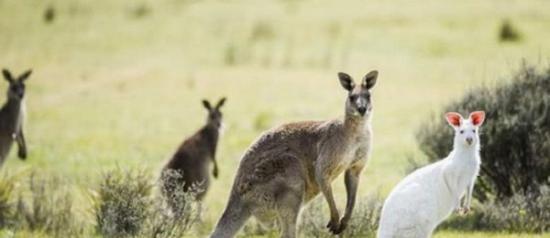 澳大利亚国家公园发现白化袋鼠