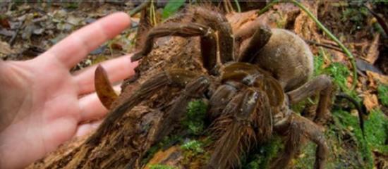 南美亚马逊食鸟蛛，是吉尼斯世界纪录中体积最大的蜘蛛。
