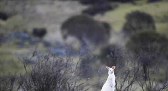 澳大利亚国家公园发现白化袋鼠