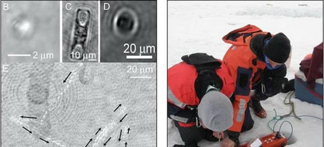 美国宇航局科学家计划使用全息显微镜勘测木卫二地下海洋潜在的生命形式，右图是研究小组使用全息显微镜在格陵兰岛冰层勘测微生物样本。