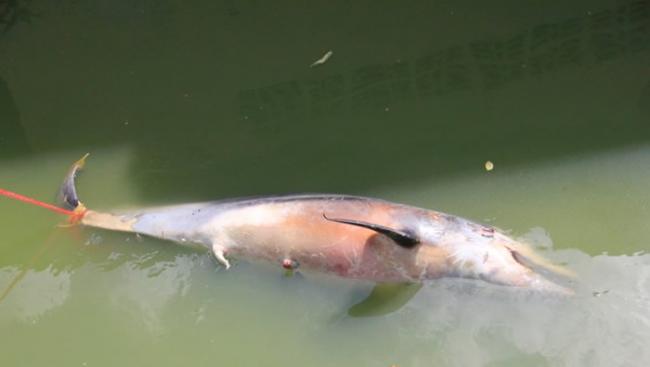 死去的宽吻海豚体型较为细少，为幼年宽吻海豚。