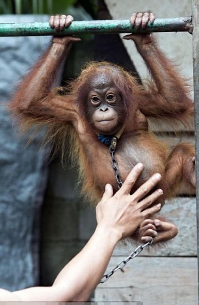 Bujing幸获“红毛猩猩计划”拯救。