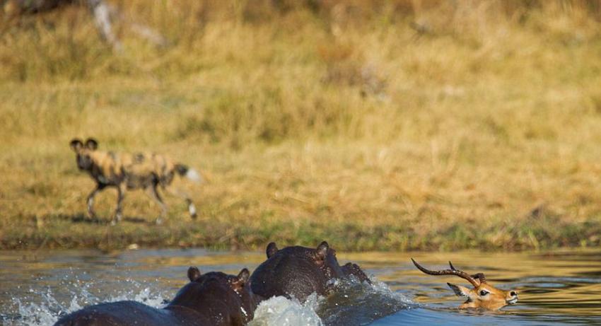 博茨瓦纳黑斑羚为逃脱野狗追捕冲入河中又被河马围堵