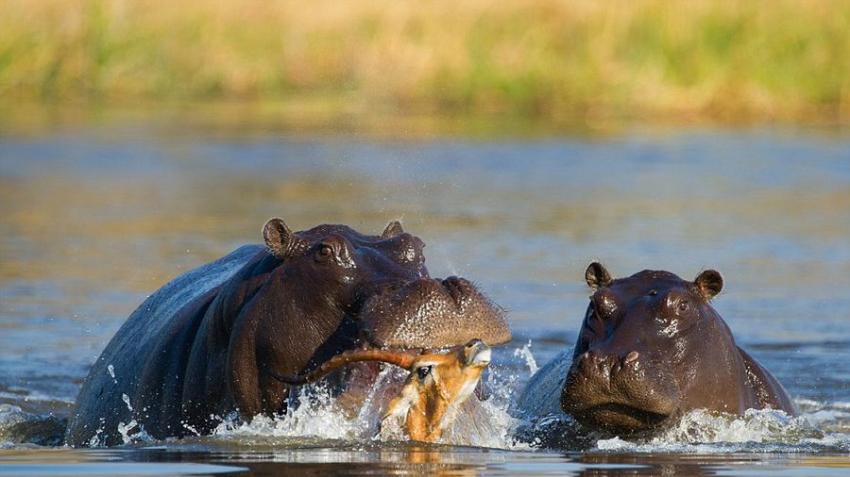 博茨瓦纳黑斑羚为逃脱野狗追捕冲入河中又被河马围堵