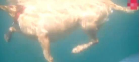 英国康沃尔郡南部海岸发现巨型桶水母 与狗同畅泳