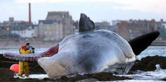 英国爱丁堡波托贝洛海滩发现幼年雌性抹香鲸尸体