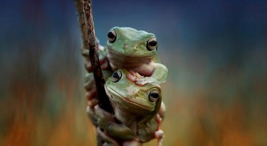 印尼青蛙牵手大晒友谊