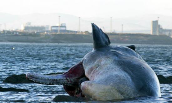 英国爱丁堡波托贝洛海滩发现幼年雌性抹香鲸尸体