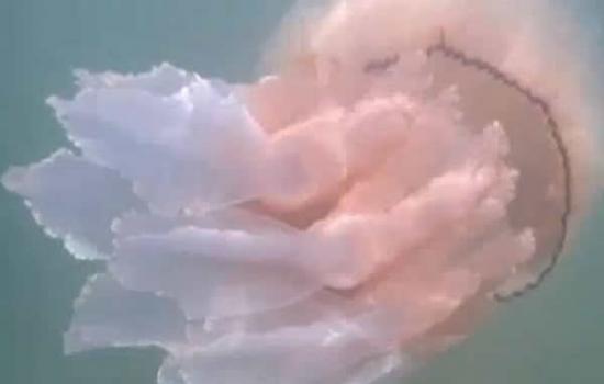 英国康沃尔郡南部海岸发现巨型桶水母 与狗同畅泳
