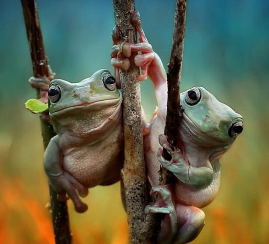 印尼青蛙牵手大晒友谊