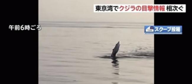 日本东京湾惊传有人在京门大桥附近目击有“水怪”出没
