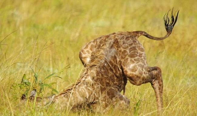 南非摄影师Ayesha Cantor拍到长颈鹿诞生的珍贵画面