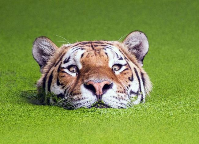 丹麦哥本哈根动物园有头老虎非常喜欢游泳