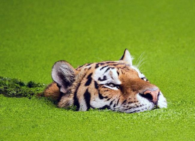 丹麦哥本哈根动物园有头老虎非常喜欢游泳