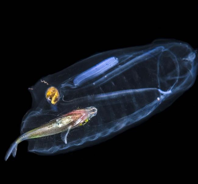 美国佛罗里达州海底半透明海洋生物腹中竟有一条彩色小鱼