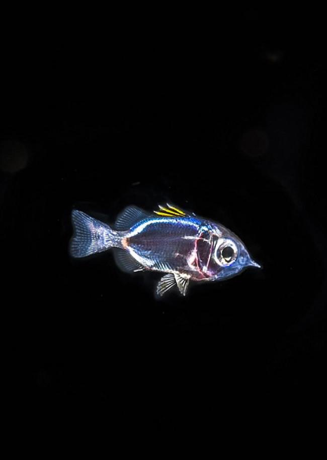 美国佛罗里达州海底半透明海洋生物腹中竟有一条彩色小鱼