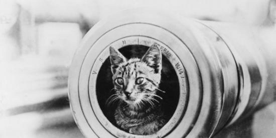 「HMAS遭遇号」（HMAS Encounter）上的军猫