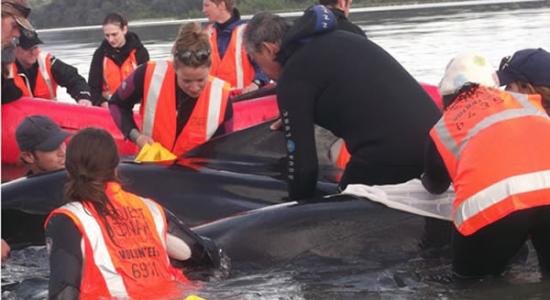 义工与毛利族人合力抢救鲸鱼