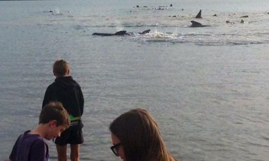 不少儿童到场观看鲸鱼