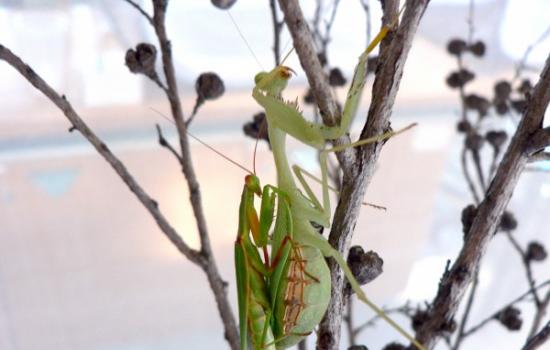公新西兰螳螂企图和侵入种母螳螂交配。图片：Murray Fea