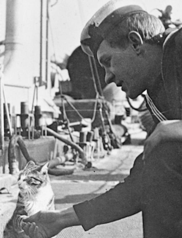 澳洲皇家海军驱逐舰HMAS天鹅号（Royal Australian Navy Destroyer HMAS Swan）上的水兵在和「吉祥物」猫咪握手。