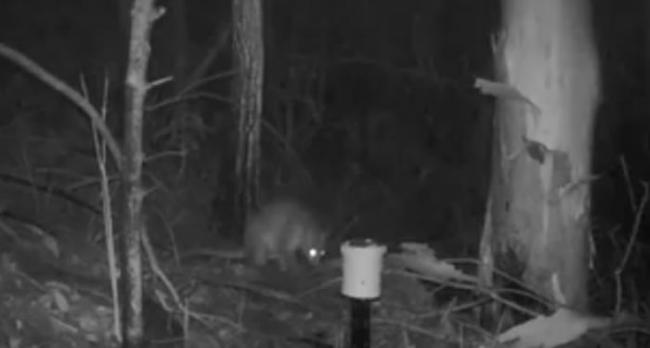 澳洲悉尼森林夜视照相机拍到一只像猫咪又像袋鼠的神秘生物