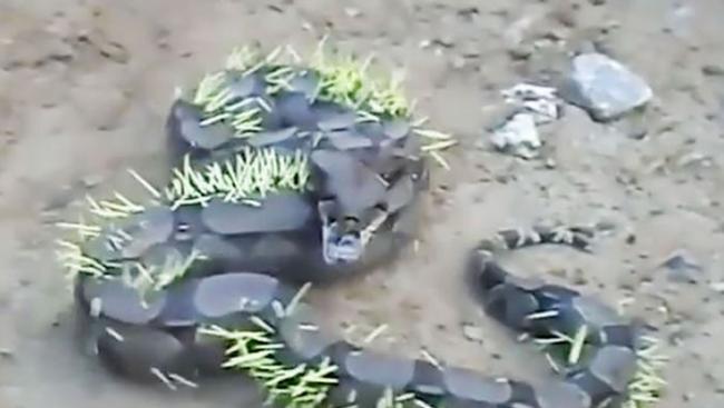 巴西一条蟒蛇试图把豪猪吃掉 结果悲剧了