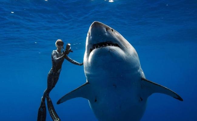 美国女潜水员在夏威夷外海巧遇全球最大的大白鲨“深蓝”