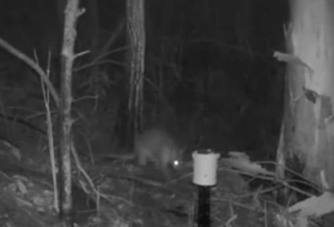 澳洲悉尼森林夜视照相机拍到一只像猫咪又像袋鼠的神秘生物