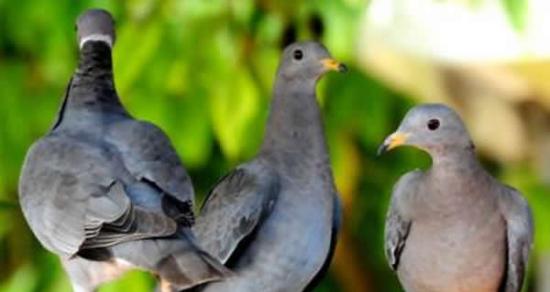 栖息于圣塔芭芭拉县的三只斑尾鸽。加州大学戴维斯分校和加州大学鱼类与野生生物部的科研人员发现了毛滴虫病是这种加州原产的迁徙性猎鸟的冬季死亡和种群衰退的关键原因。