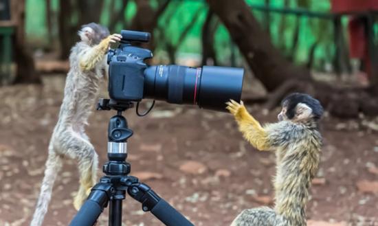 把玩相机的松鼠猴