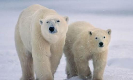 研究发现喜马拉雅“雪人”DNA与一种已经灭绝的北极熊种群完美匹配