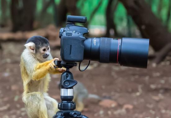 把玩相机的松鼠猴