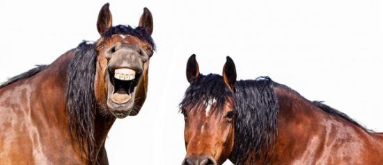 马的表情丰富和复杂 与人类惊人相似