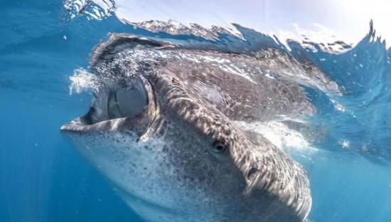 海洋生物学家遇到巨型鲸鲨张开“血盆大口”的惊险一幕