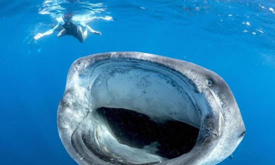 海洋生物学家遇到巨型鲸鲨张开“血盆大口”的惊险一幕
