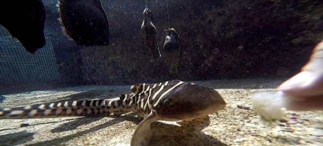 澳洲水族馆一条母豹纹鲨在没有与任何公鲨交配的情况下“处女生子”