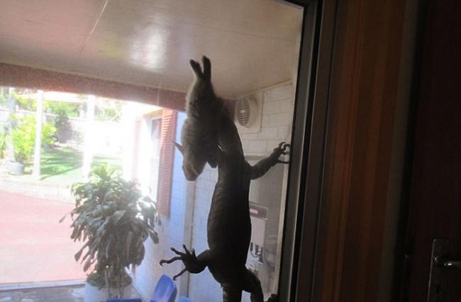 澳洲悉尼北部老人在自家后院目睹巨型蜥蜴捕捉野兔的震惊情景