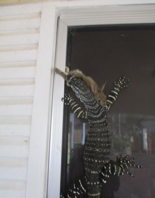 澳洲悉尼北部老人在自家后院目睹巨型蜥蜴捕捉野兔的震惊情景