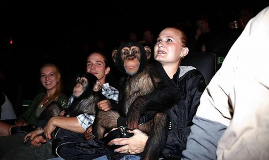 美国动物园黑猩猩观看《猩球崛起》竖起大拇指
