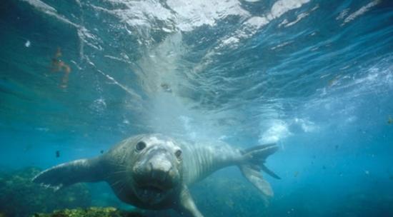 研究结果称海豹血液中高浓度的一氧化碳有保护作用