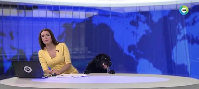 俄罗斯新闻播到一半 黑狗从下方探头趴上桌