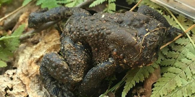 美国康涅狄格州森林发现没有头的成年蟾蜍 依然活得好好的