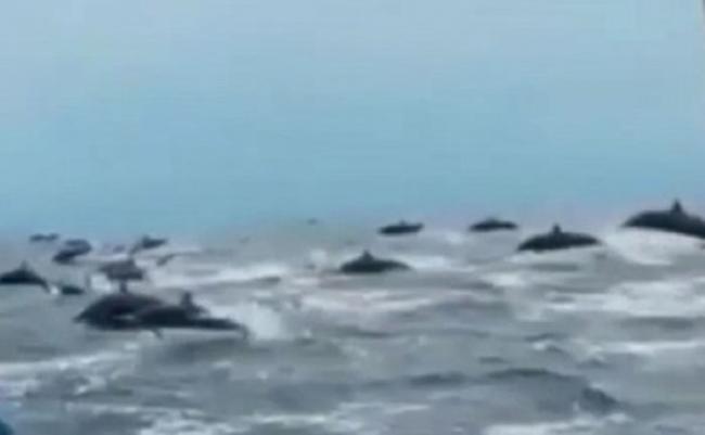 大量海豚从小艇的两边的海面同时跃动