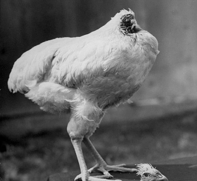 1945年美国科罗拉多州一只无头鸡存活了18个月