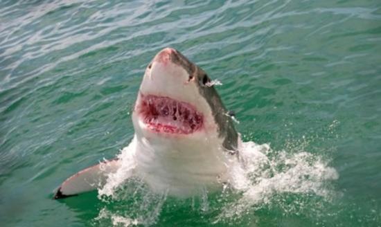南非好奇大白鲨跃出海面察看人类