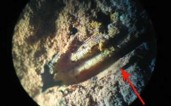 显微镜下观察到的凌家滩时期稻壳印痕