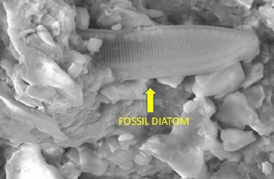 一幅扫描电子显微照片，展示了微化石