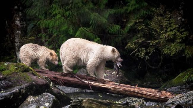 目前全世界只在大熊雨林发现发现它们的踪迹，大约不到400只，当地的原住民把它们视为「圣兽」。