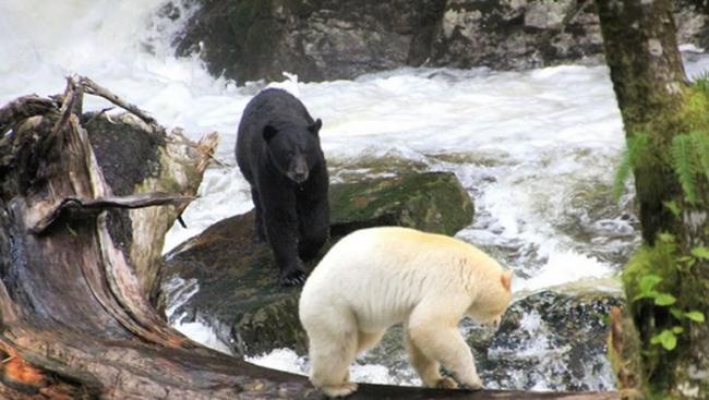 加拿大卑诗省“大熊雨林”住着罕见“柯莫德熊”